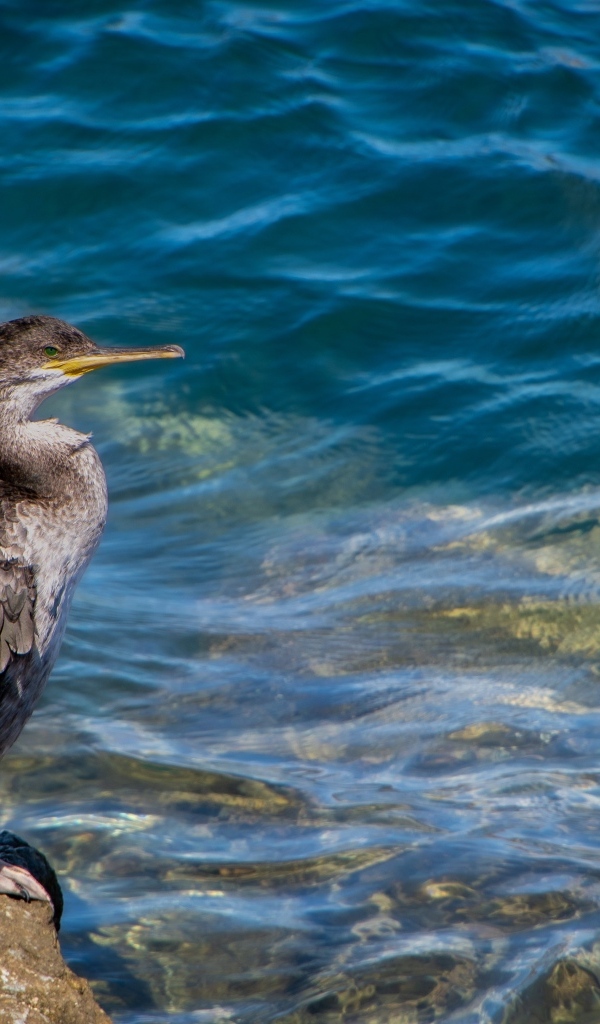 Большой баклан охотится у воды