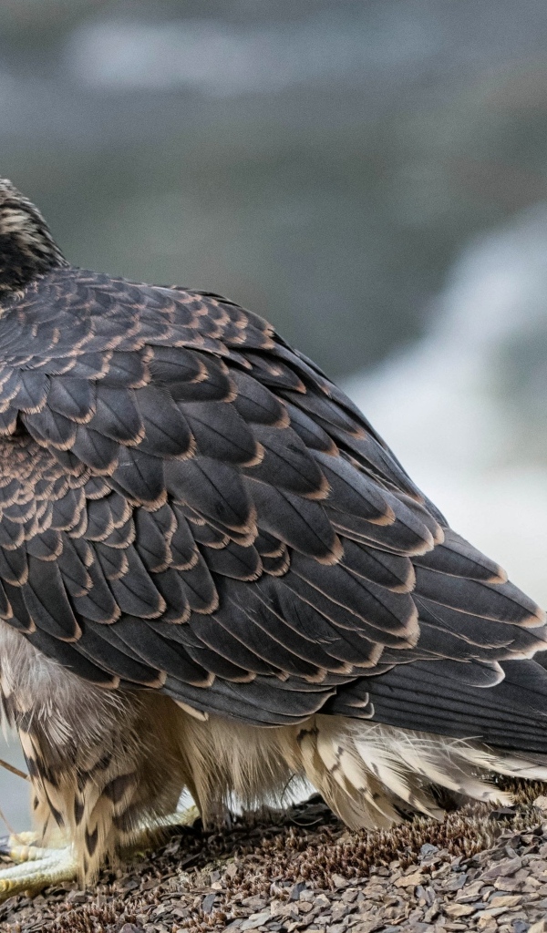 Большой серый сокол готовится к полету