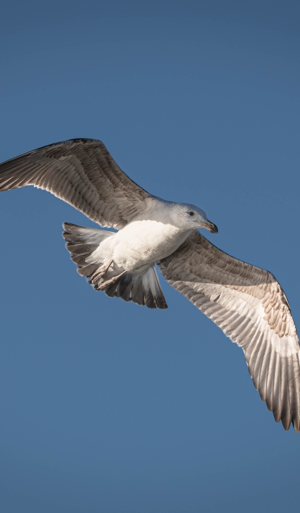 Большая серая чайка в голубом небе