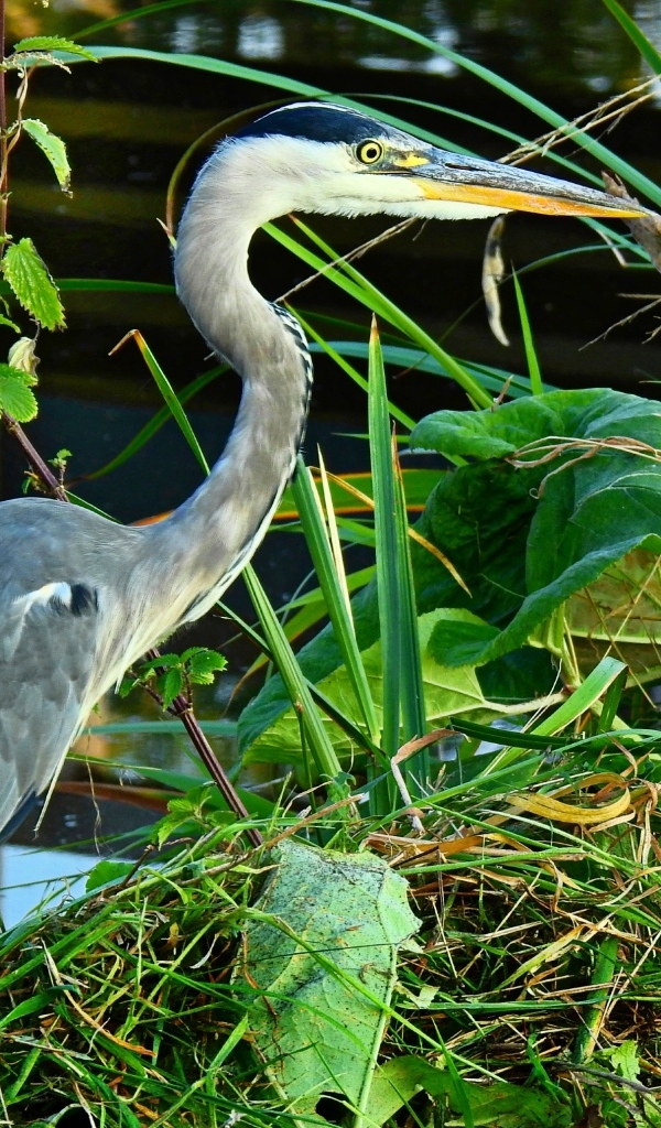 Большая серая цапля в зеленой траве