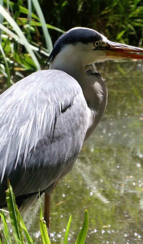 Большая серая цапля в воде 
