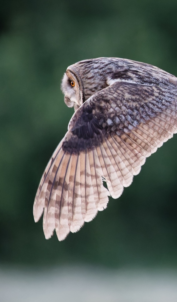 Большая серая сова летит над землей