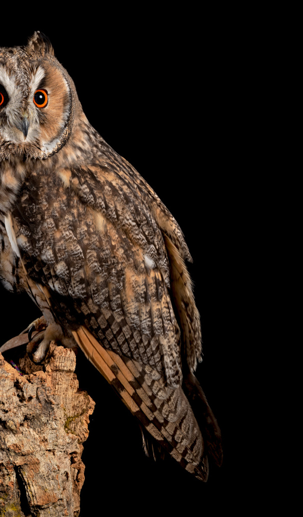 Большая сова на сухом дереве на черном фоне