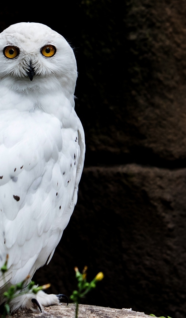 Большая  снежная сова сидит на камне