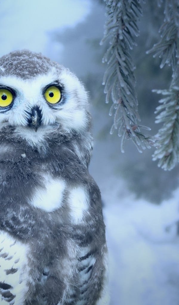 Большая снежная сова с желтыми глазами сидит на ветке