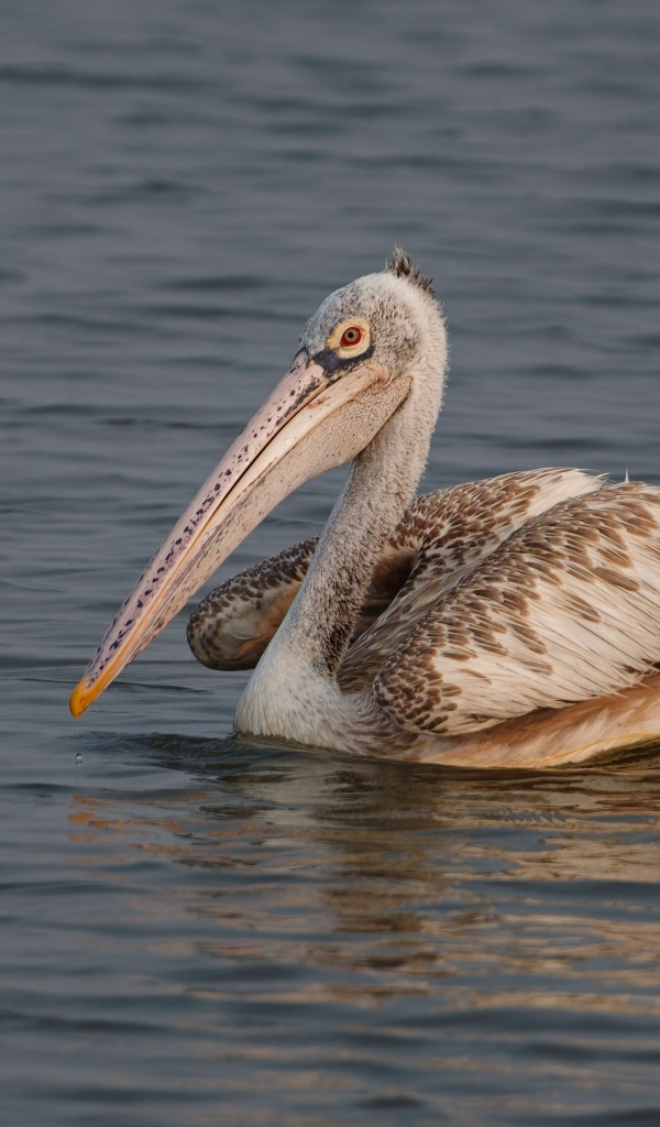 Большой пятнистый пеликан в воде