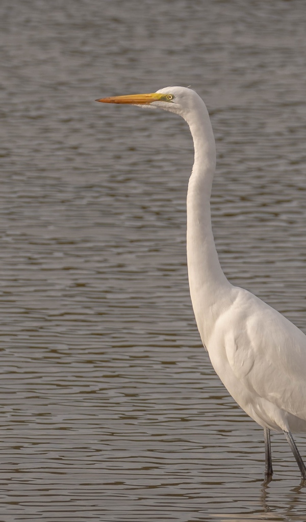 Большая белая цапля стоит в воде