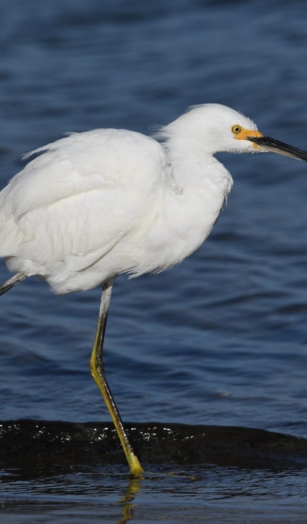 Большая белая цапля идет по воде