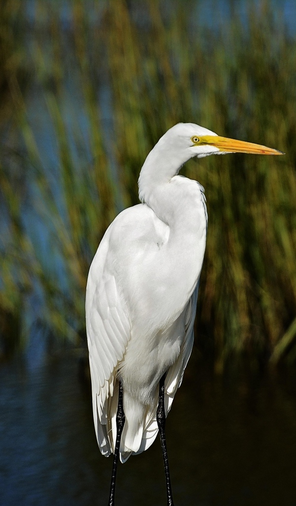 Большая белая цапля с острым клювом в воде