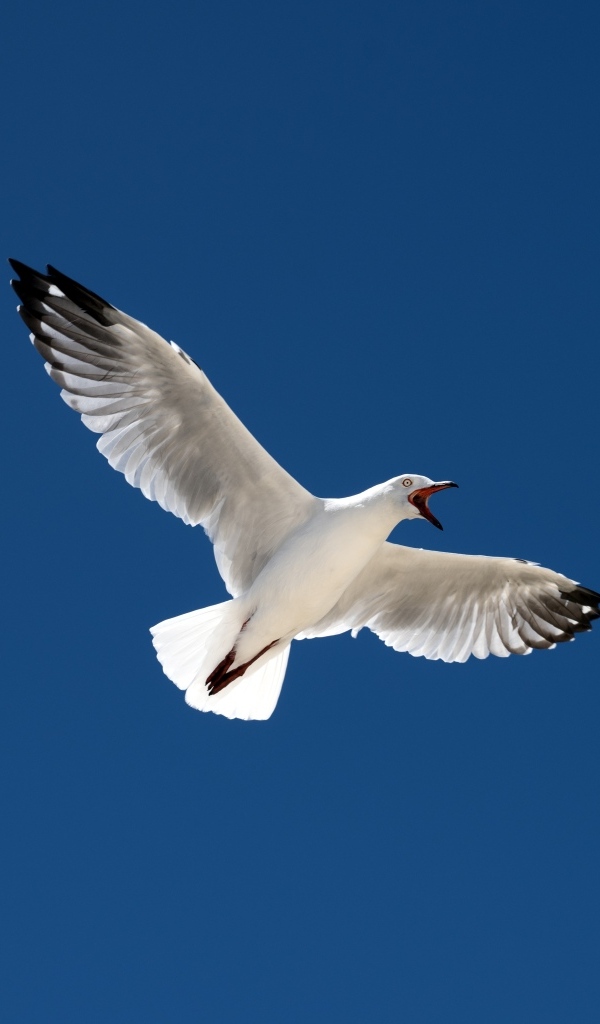 Большая белая чайка в голубом небе