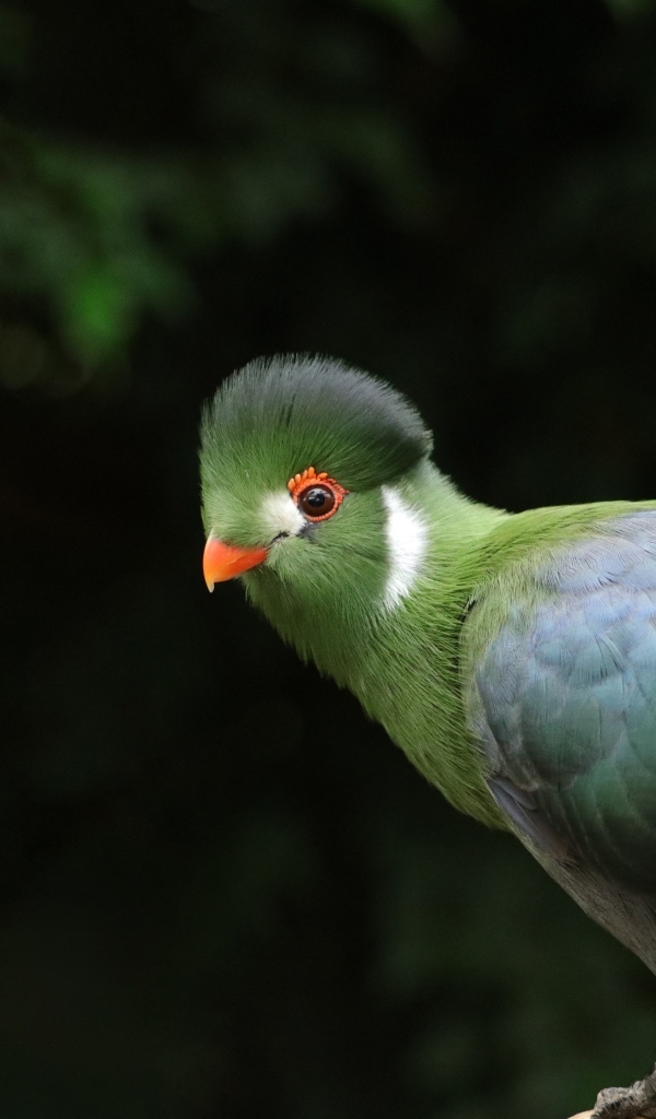 Зеленый белощекий турако птица