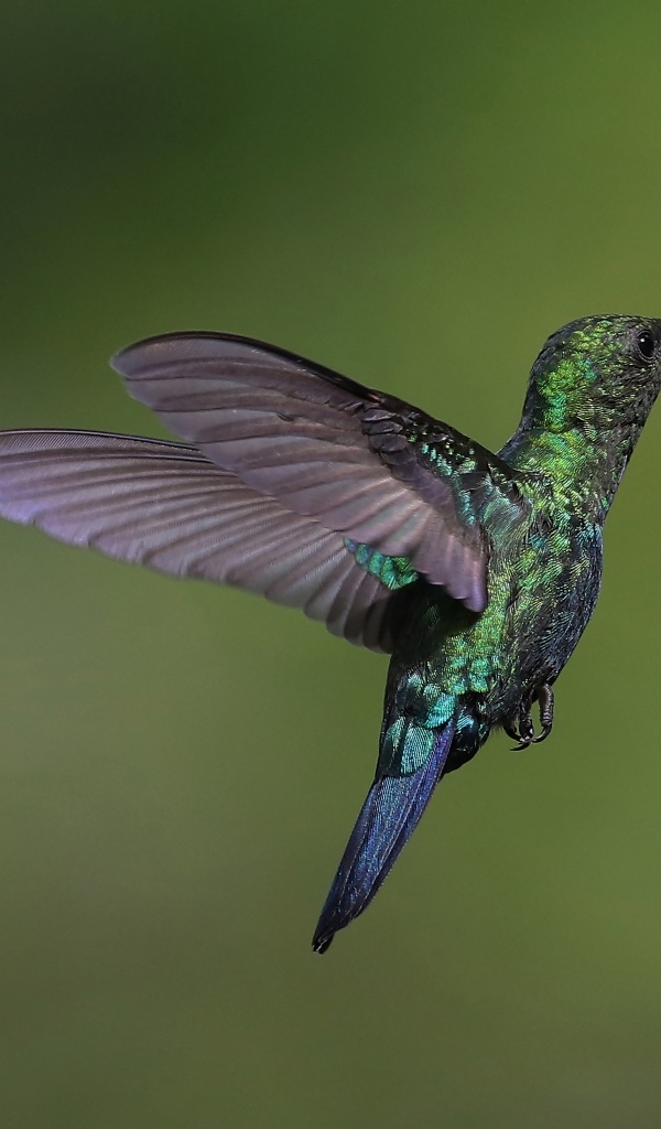 Зеленая птица колибри крупным планом