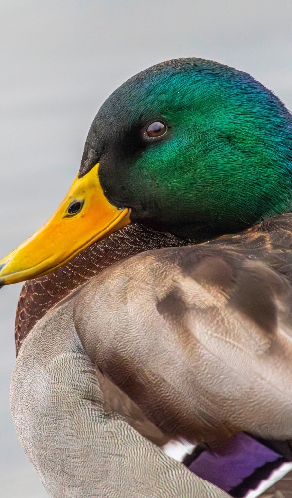 Зеленая голова у утки кряква