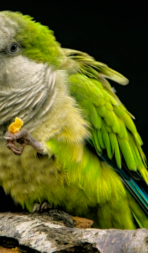 Зеленый попугай сидит на сухой ветке