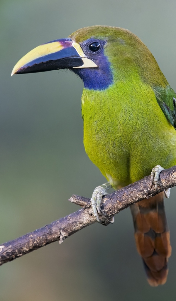 Зеленый тукан сидит на ветке