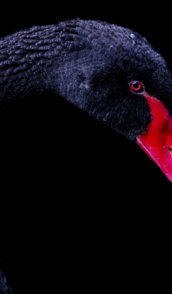 Голова черного лебедя с красным клювом