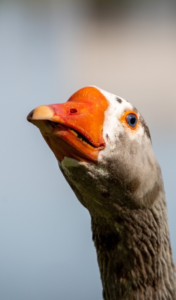 Голова домашнего гуся с оранжевым клювом