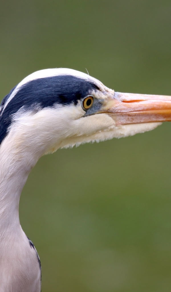 Голова цапли с острым клювом