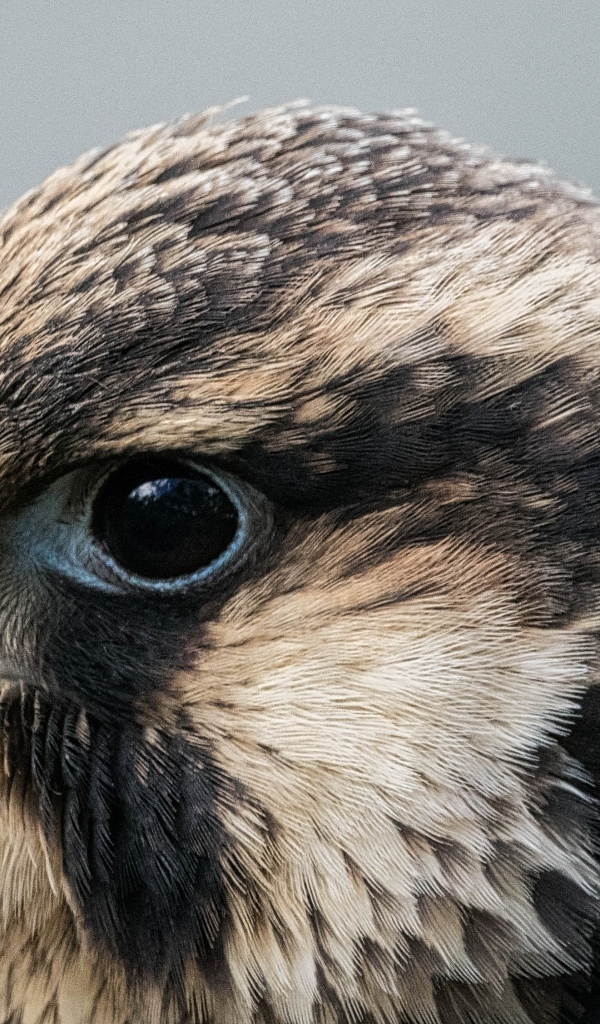 Голова хищного сокола на сером фоне