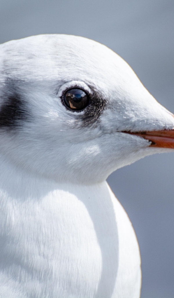 Голова чайки с острым клювом 