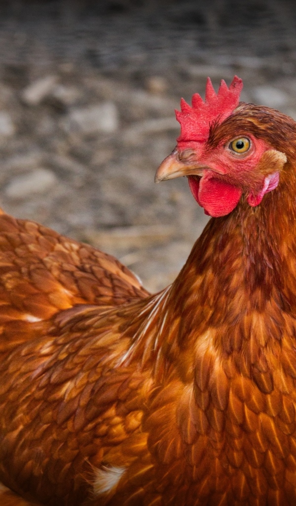 Домашняя коричневая курица наседка