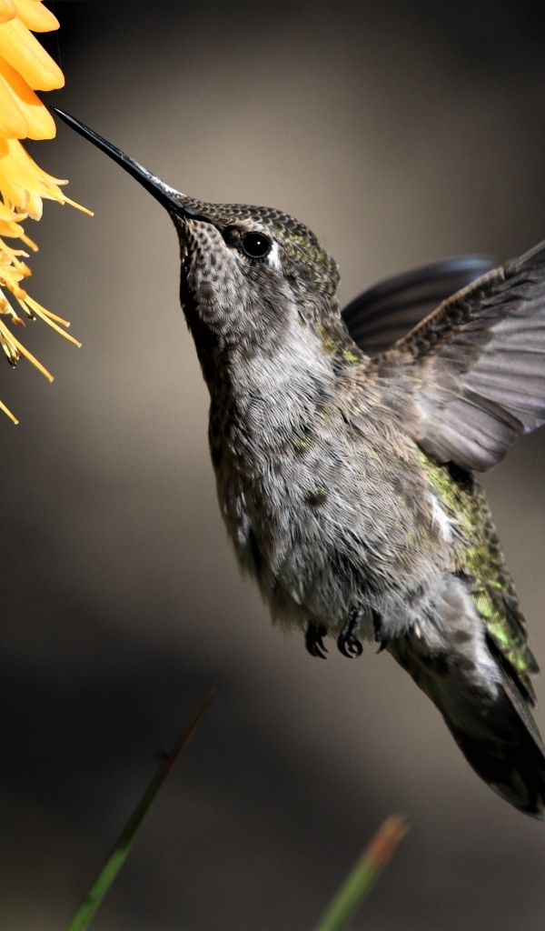 Птица колибри собирает нектар с цветка