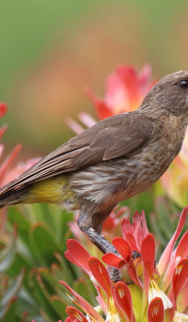 Птица колибри сидит на красном цветке