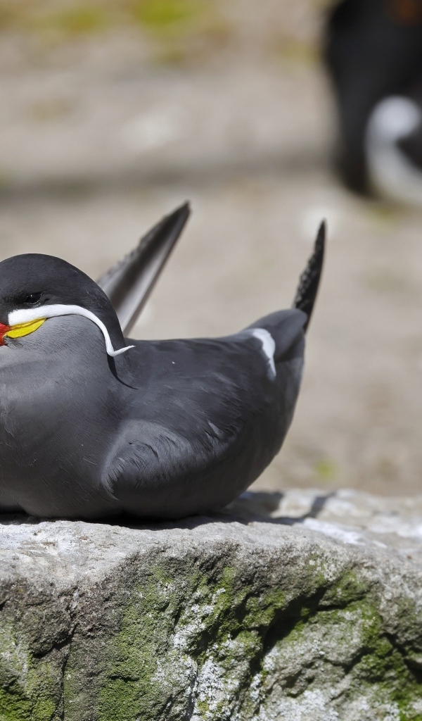 Птица крачка инков лежит  на камне