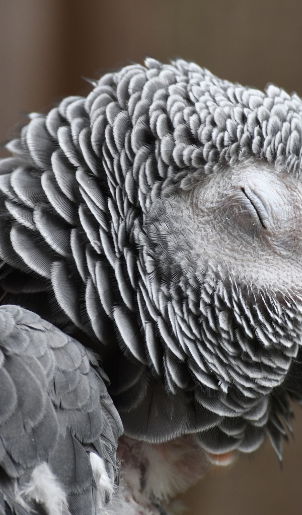 Попугай жако с закрытыми глазами