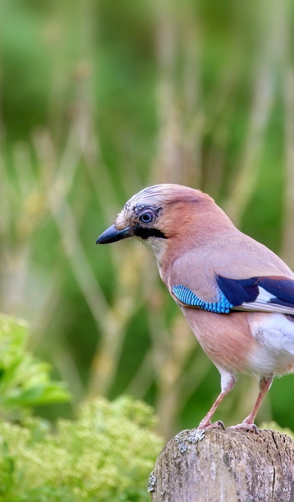 Сойка сидит на сухой ветке