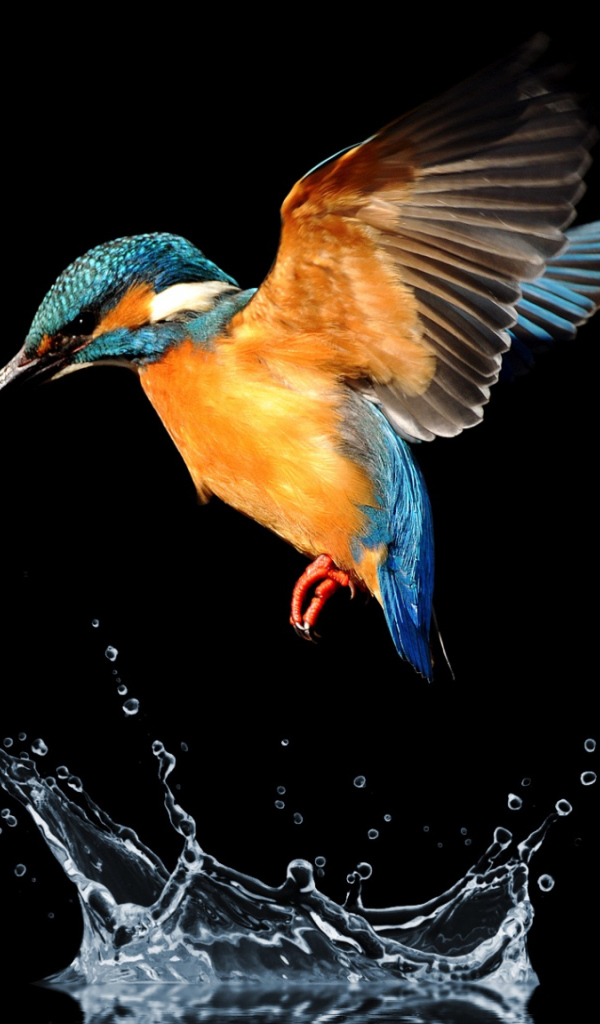 Птица зимородок над водой на черном фоне