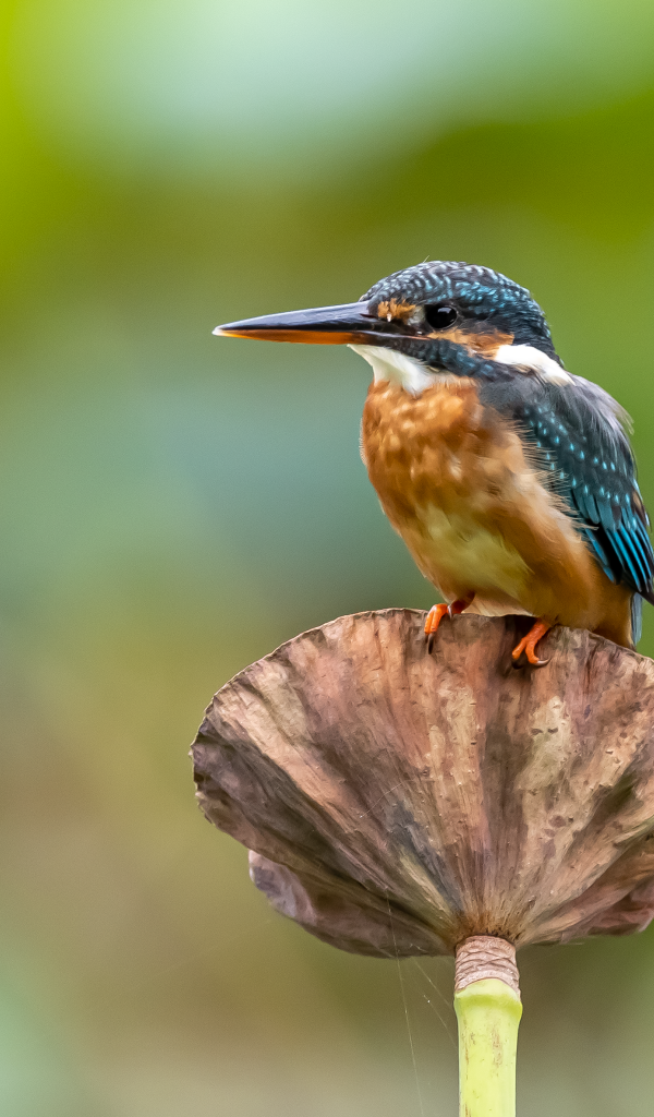 Птица зимородок сидит на растении