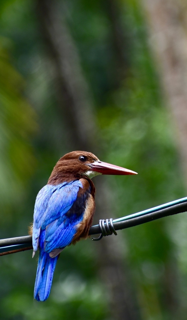 Птица зимородок сидит на проводах
