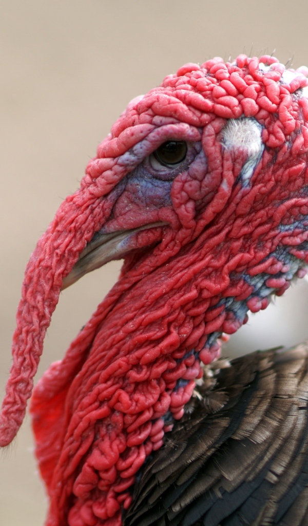 Большой домашний индюк с красной головой