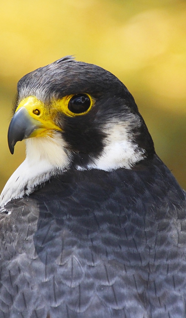 Большой сокол с острым клювом