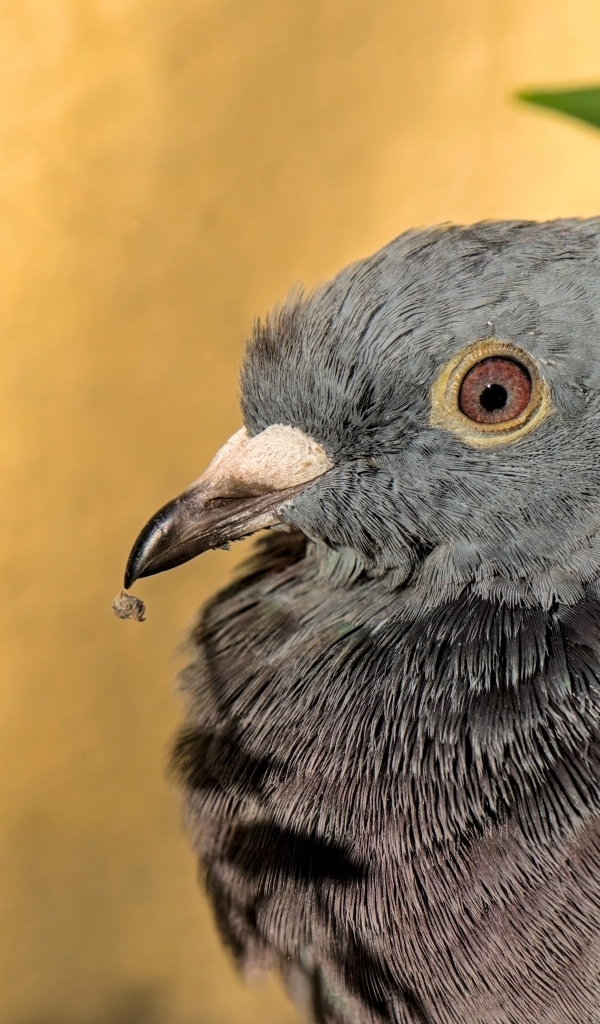 Большой серый голубь с острым клювом