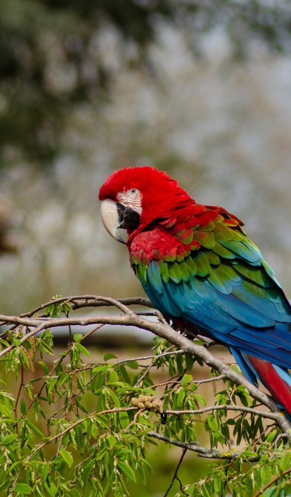 Большой попугай ара сидит на ветке дерева