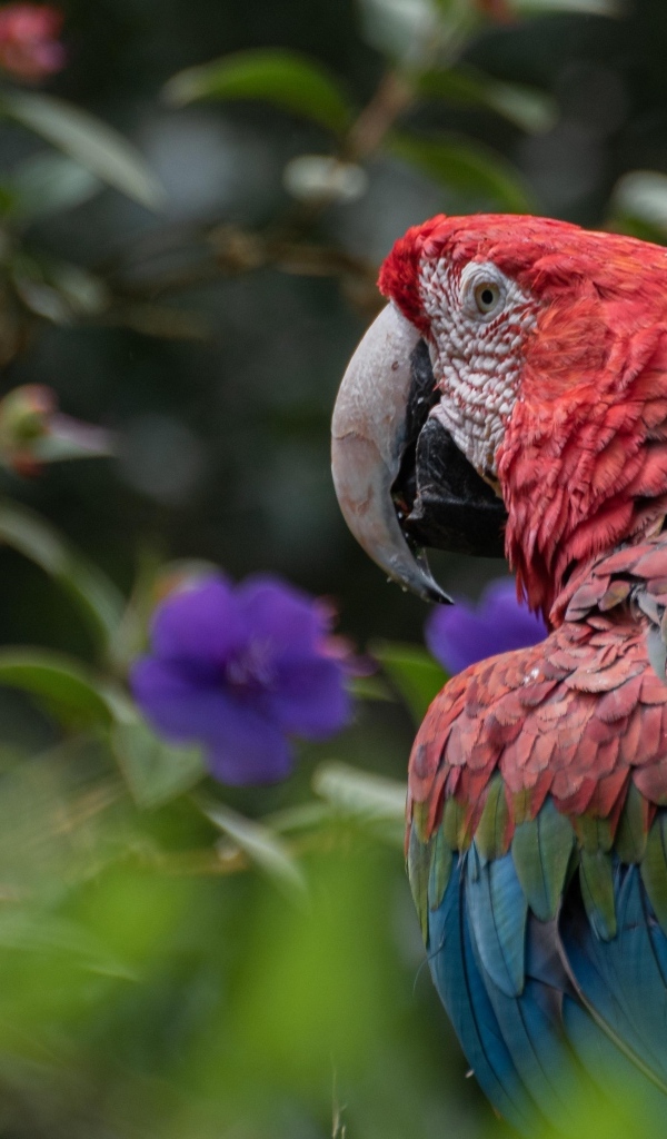 Большой разноцветный попугай ара на ветке 