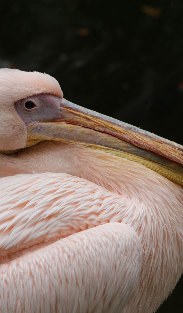 Большой розовый пеликан с острым клювом