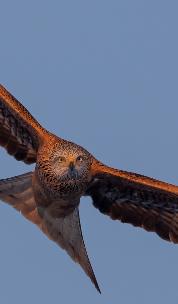 Большой хищный коршун в небе