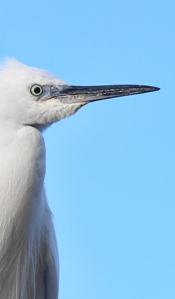Большая белая птица с острым клювом на голубом фоне