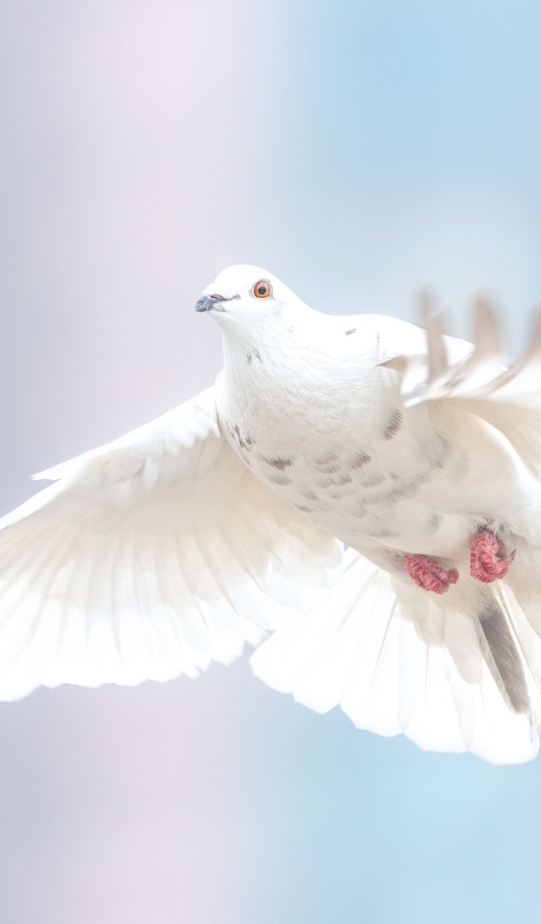 Большой белый голубь  на голубом фоне