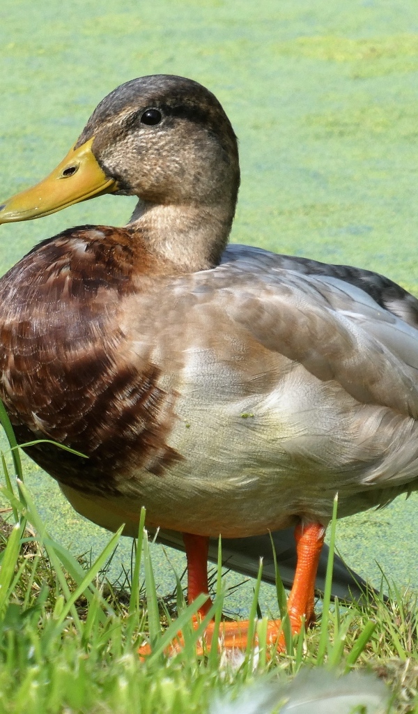 Большая дикая утка у покрытого тиной пруда