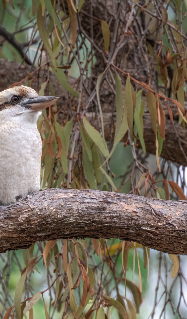 Птица смеющийся кукабарра сидит на ветке