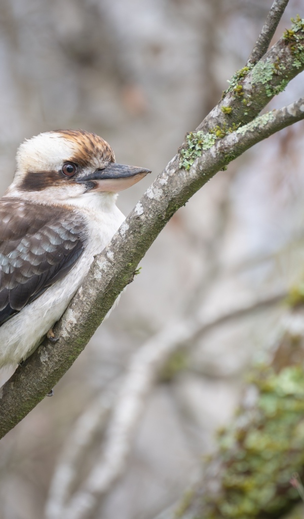 Птица смеющийся  кукабарра сидит на ветке