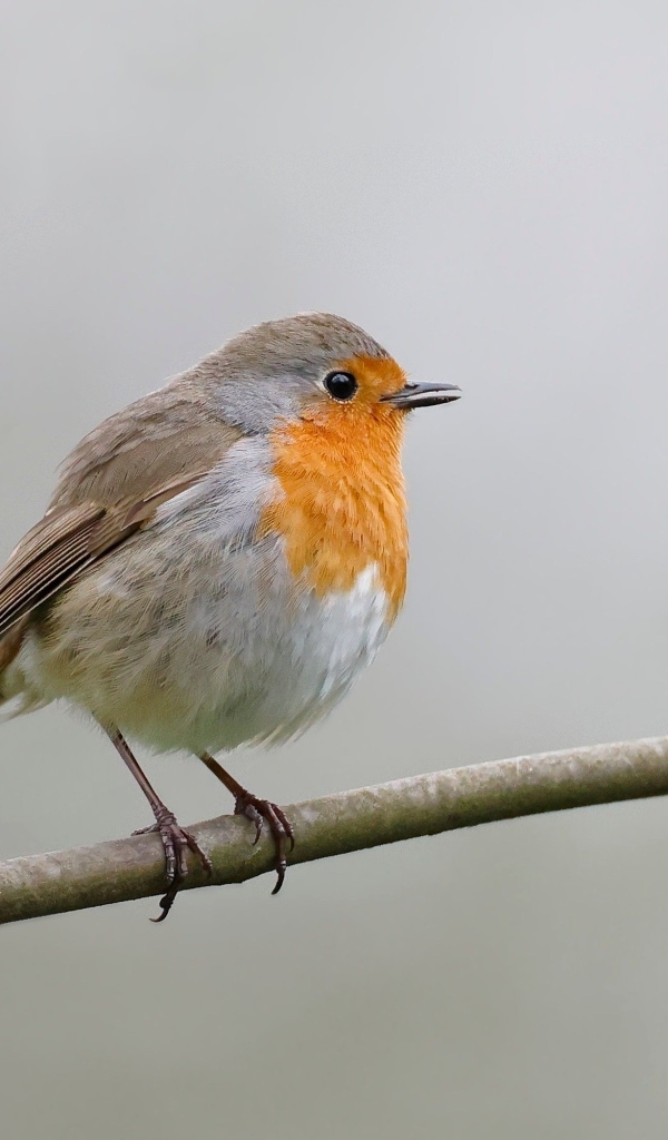 Маленькая европейская малиновка сидит на ветке