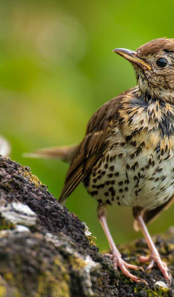 Маленький Певчий дрозд сидит на камне