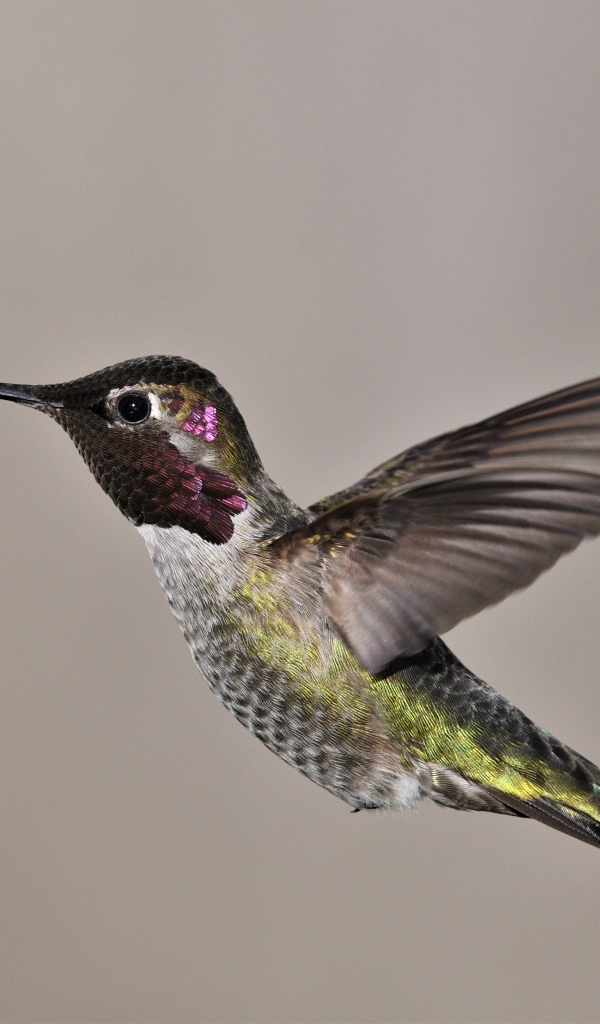 Маленькая птица колибри крупным планом