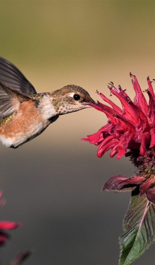 Маленькая птица колибри пьет нектар с красного цветка