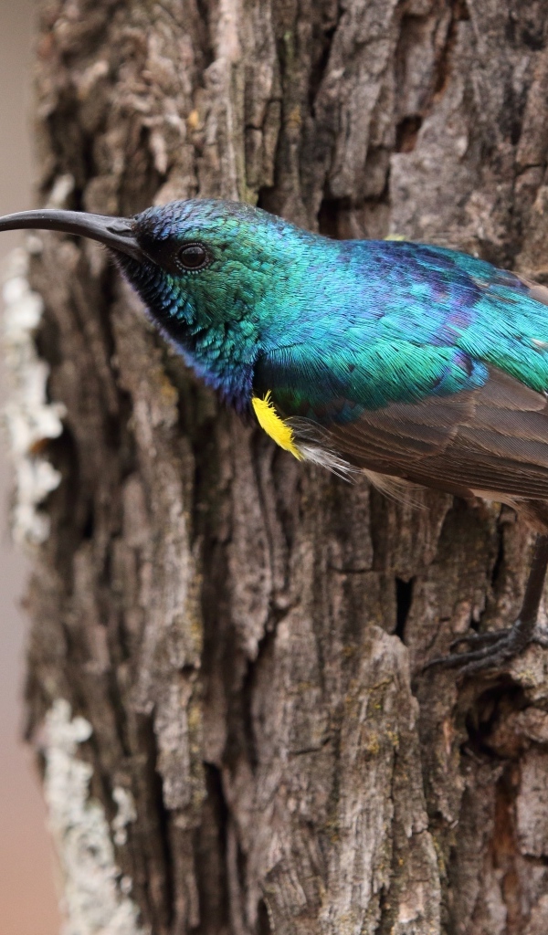 Маленькая птица нектаринка сидит на дереве
